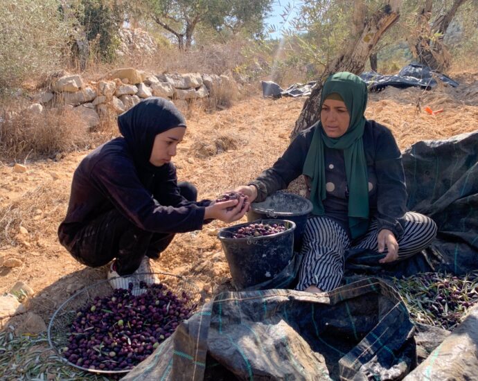 ‘rooted-in-this-land-until-death’:-a-palestinian-family’s-olive-harvest