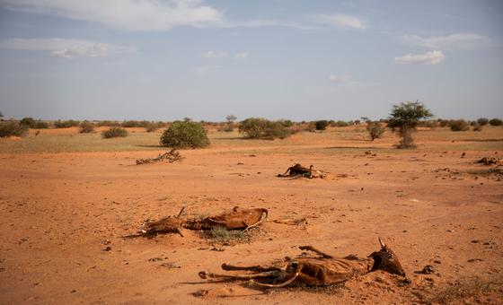 the-‘slow-onset,-silent-killer’:-droughts-explained