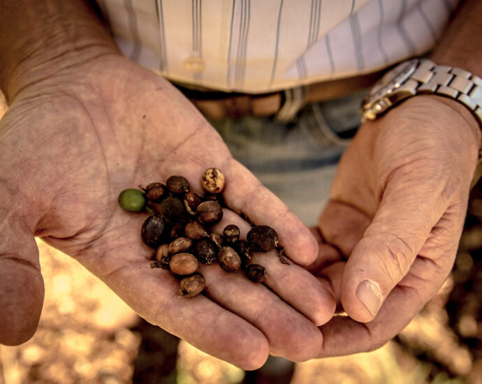 droughts-in-brazil-and-vietnam-are-driving-up-global-coffee-prices