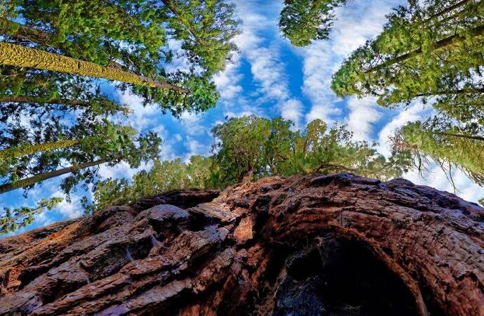 climate-change-is-driving-trees-away-from-crucial-fungi