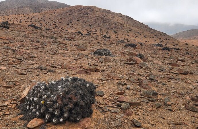 meet-a-scientist-tracking-cactus-poaching-in-the-atacama-desert