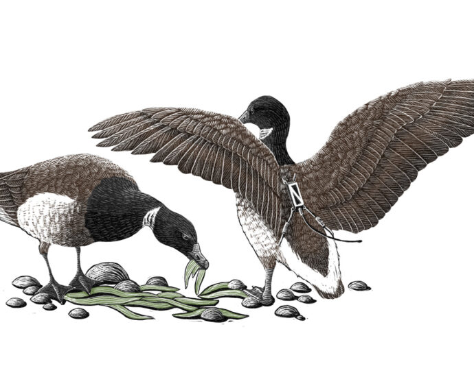 get-to-know-the-pacific-brant