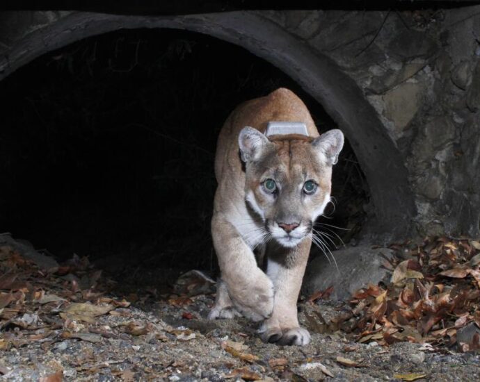 la’s-mountain-lions-become-more-nocturnal-to-avoid-people.-does-it-come-at-a-cost?