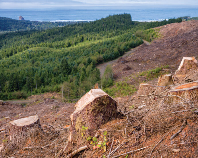 is-your-pension-fund-liquidating-oregon’s-forests?