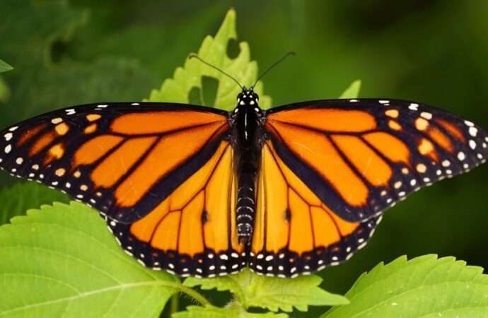 US moves to save once-common monarch butterflies from extinction