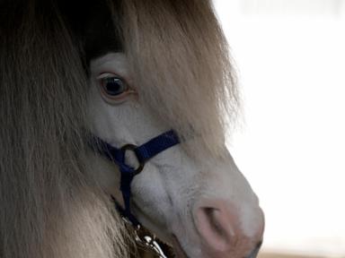 greece’s-only-miniature-therapy-horses-bring-joy-to-many,-but-their-charity-is-struggling