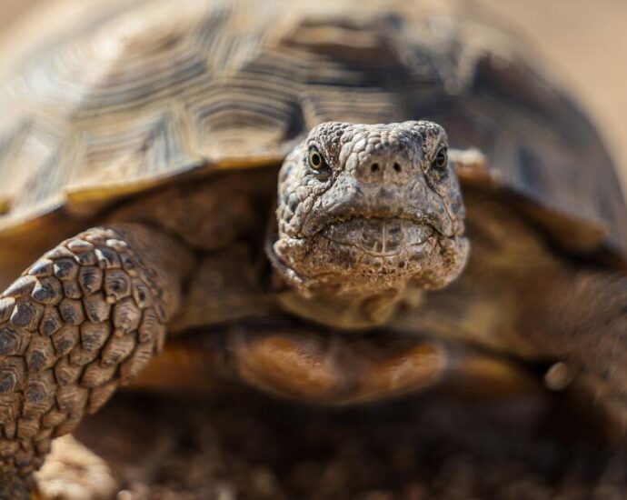 ‘gitmo’-in-the-mojave:-how-the-marines-are-saving-endangered-desert-tortoises