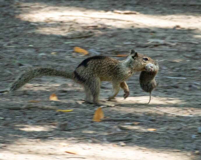 Killer squirrels have developed taste for flesh — and voles are running for their lives