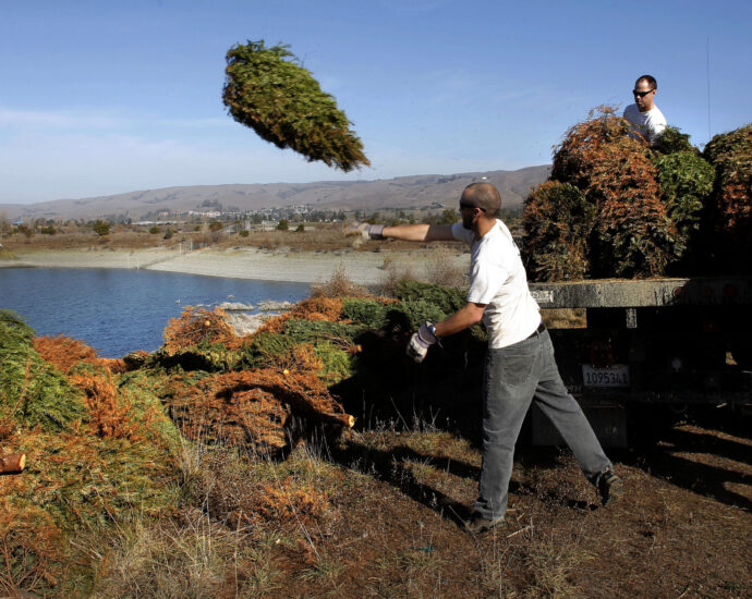 how-to-help-your-garden-(or-even-some-fish)-with-your-dried-out-christmas-tree