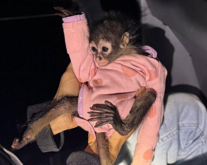 Endangered baby monkey found clinging to driver of speeding Rolls Royce