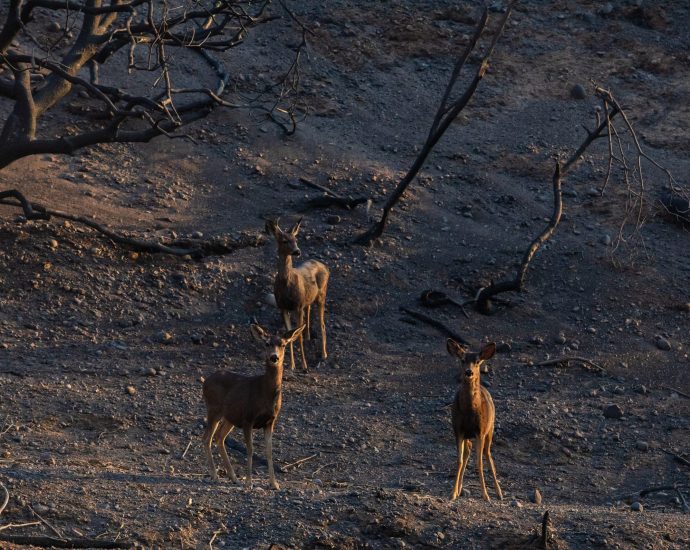 what-do-the-deadly-los-angeles-fires-mean-for-the-city’s-wildlife?