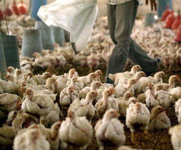 first-bird-flu-patient-in-us.-dies-in-louisiana