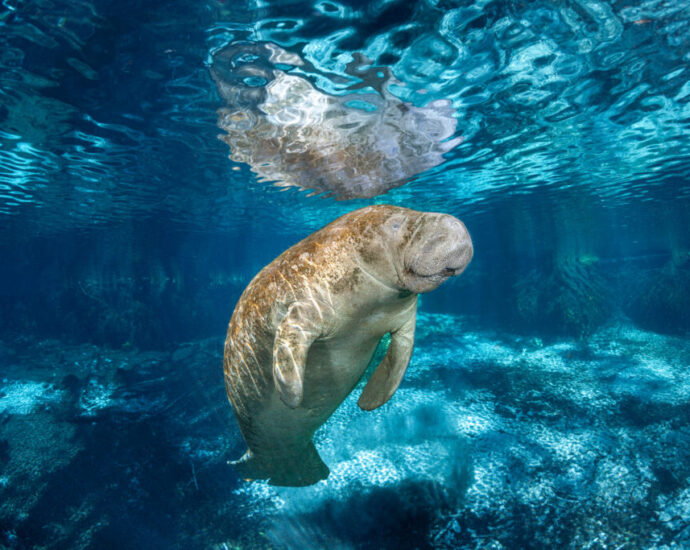 florida-manatees-retain-threatened-status-under-new-federal-proposal,-despite-outcry-for-greater-protection