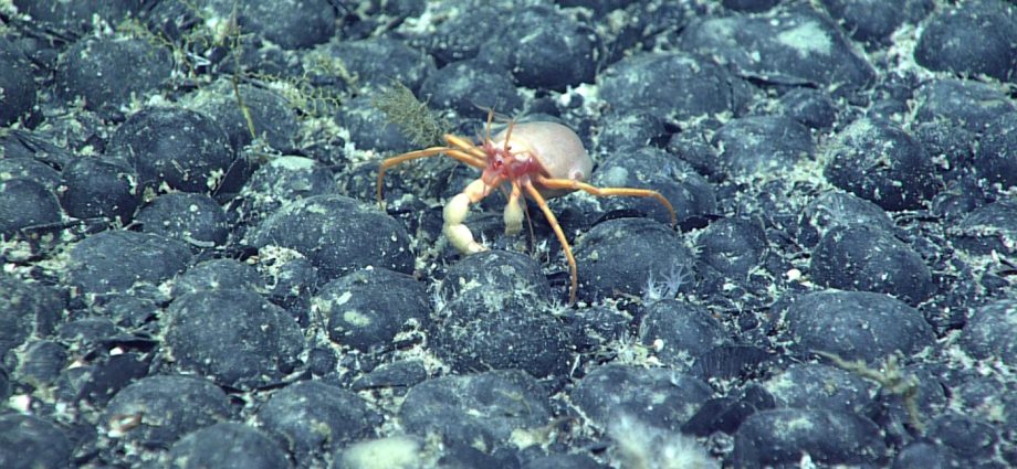 the-world-has-no-rulebook-for-deep-sea-mining.-one-company-is-pushing-forward-anyway