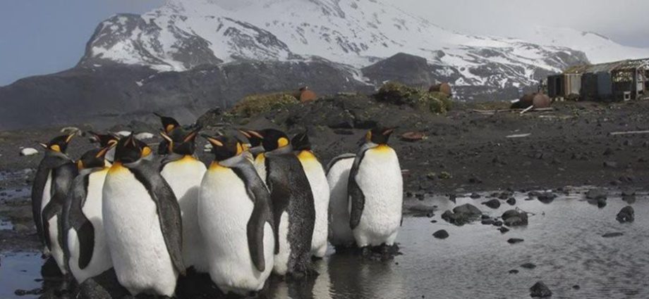 a-disaster-of-idiocy:-so-this-penguin-came-up-to-me