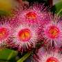 It’s not easy being a street tree, but this heroic eucalypt withstands everything we throw at it