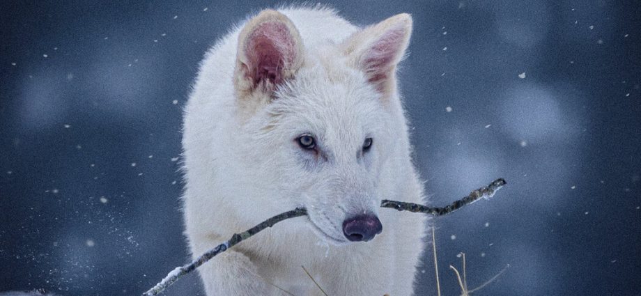 scientists-revive-the-dire-wolf,-or-something-close