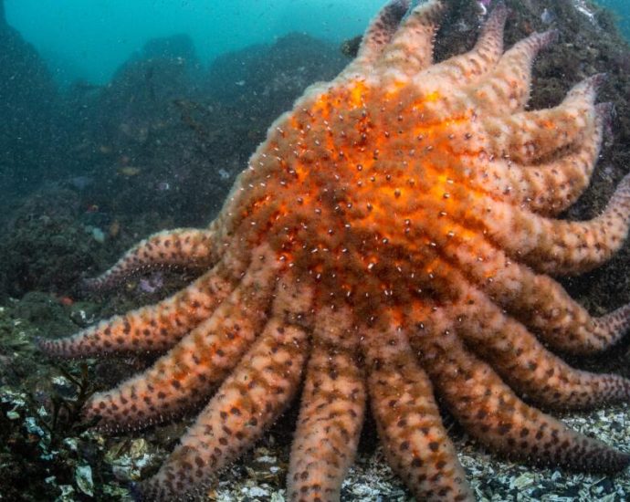 a-rare,-giant-starfish-could-hold-the-key-to-restoring-kelp-forests-on-the-california-coast