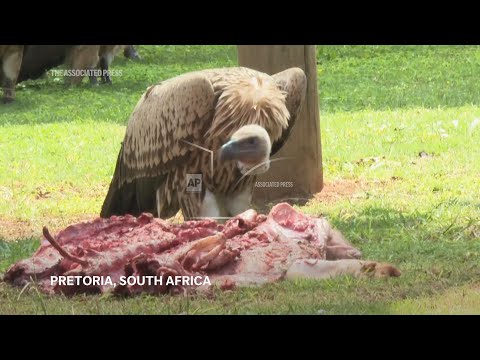 vultures-are-among-the-least-loved-animals.-african-conservationists-are-trying-to-change-that