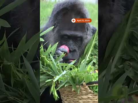 world’s-oldest-gorilla-celebrates-birthday