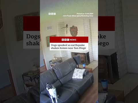 dogs-spooked-as-earthquake-shakes-homes-near-san-diego.-#sandiego-#bbcnews