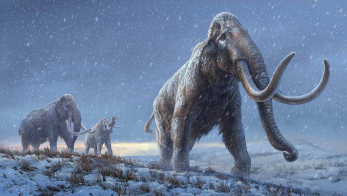 New Genomic Research Sheds More Light on Evolutionary History of Mammoths