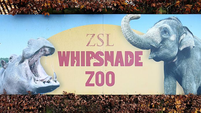 easter-arrives-early-for-animals-in-uk’s-whipsnade-zoo