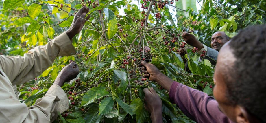 an-eu.-deforestation-rule-has-ethiopian-coffee-farmers-scrambling