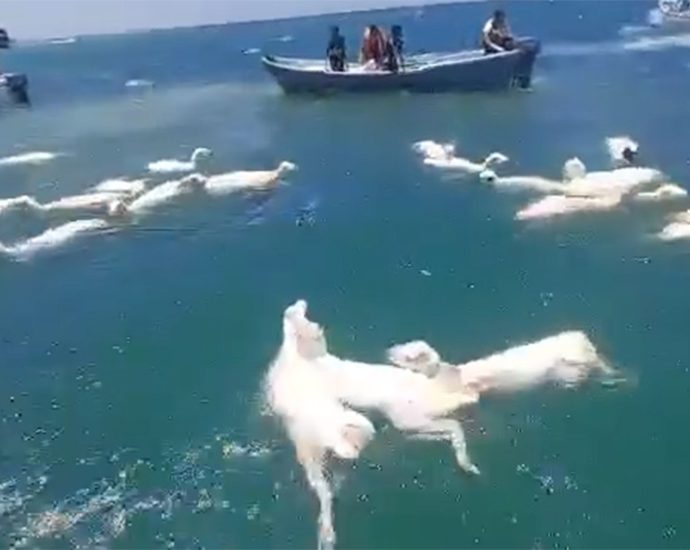 yemenis-scramble-to-save-sheep-after-shipwreck