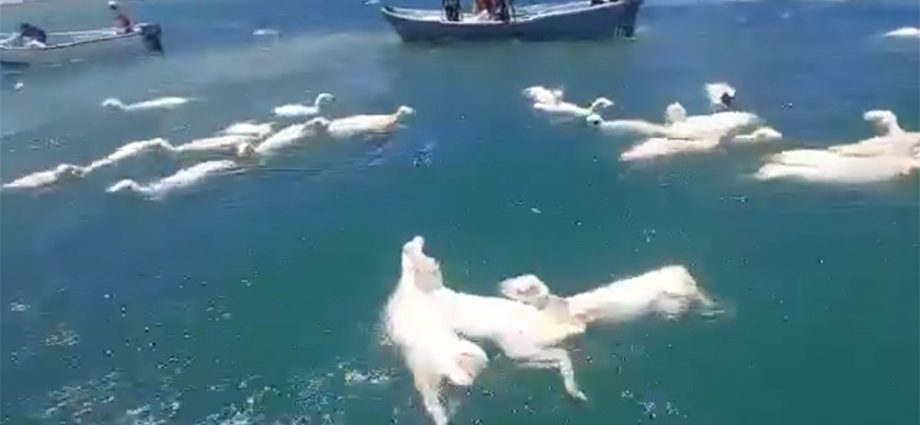 yemenis-scramble-to-save-sheep-after-shipwreck