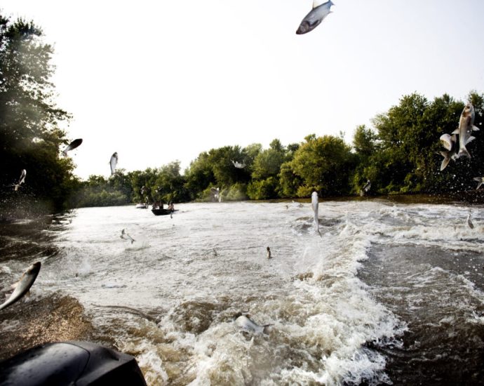 illinois-delays-a-project-meant-to-keep-asian-carp-out-of-the-great-lakes