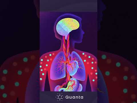the-discovery-of-a-surprising-brain-body-connection-#science-#vagusnerve-#brain