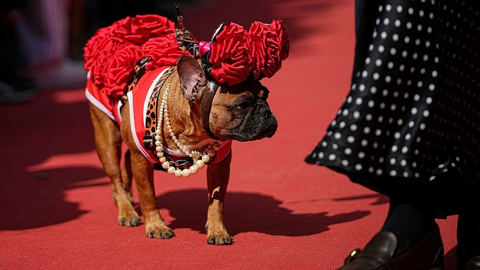 french-bulldogs-given-red-carpet-welcome-at-moscow-charity-event