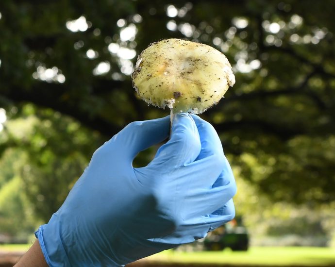 australia-opens-mushroom-murder-trial