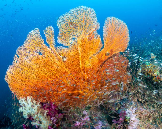 the-traitor-just-fast-tracked-deep-sea-mining