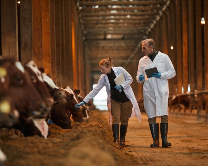 fda-layoffs-will-hamper-efforts-to-cut-antimicrobial-overuse-in-farm-animals