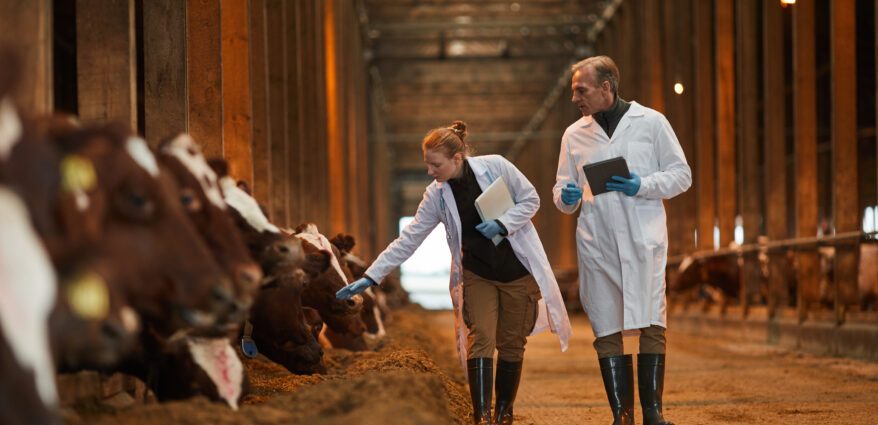 fda-layoffs-will-hamper-efforts-to-cut-antimicrobial-overuse-in-farm-animals