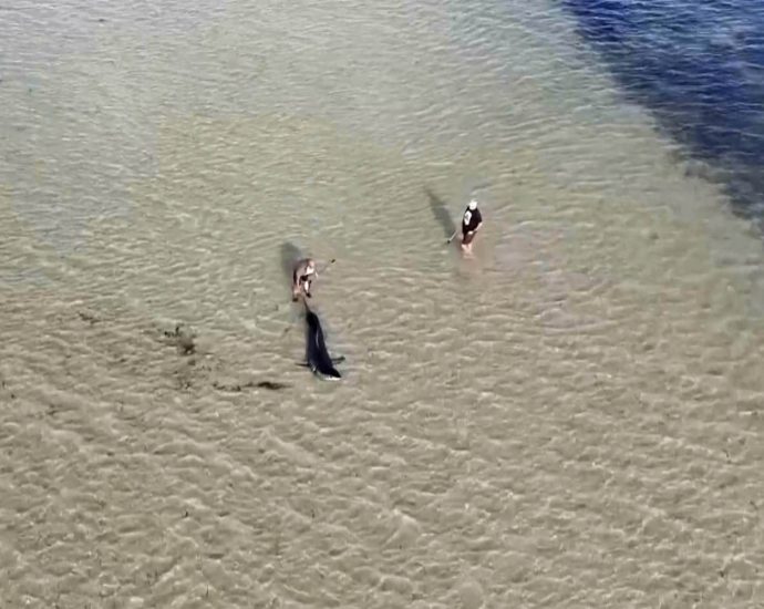 australian-locals-rescue-great-white-shark-stranded-in-shallow-water