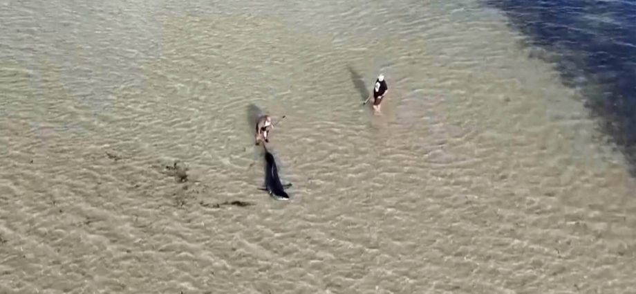 australian-locals-rescue-great-white-shark-stranded-in-shallow-water