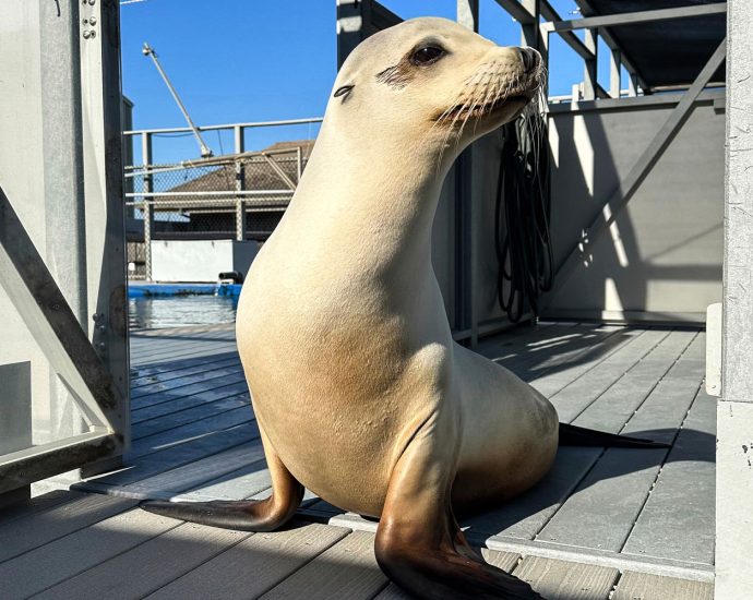ronan-the-sea-lion-can-keep-a-beat-better-than-humans