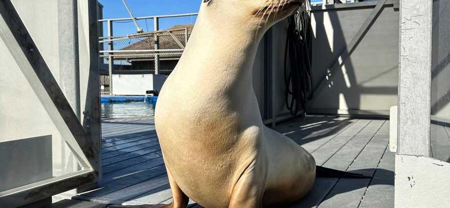 ronan-the-sea-lion-can-keep-a-beat-better-than-humans