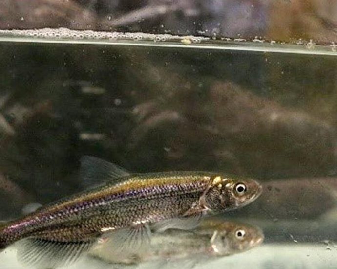 house-republicans-vote-to-remove-california-fish-from-endangered-species-list