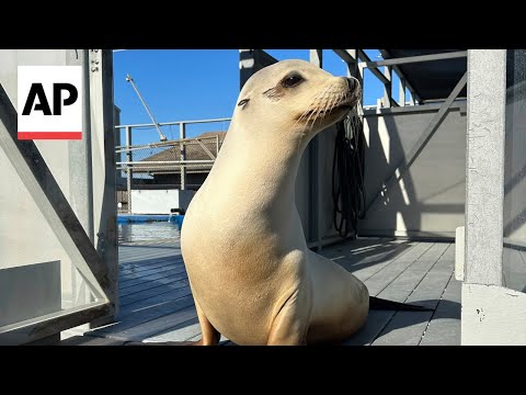scientists-once-thought-only-humans-could-recognize-musical-beats.-a-sea-lion-proved-them-wrong