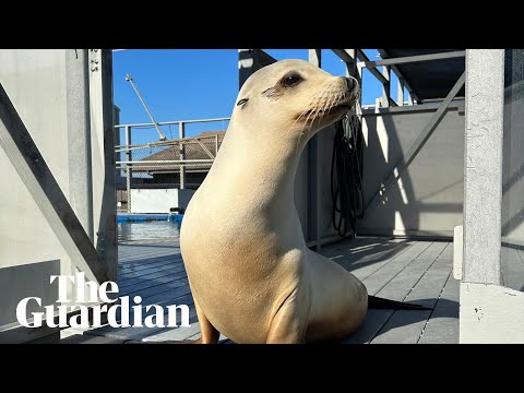 sea-lion-who-grooves-to-boogie-wonderland-proves-animals-can-keep-a-beat