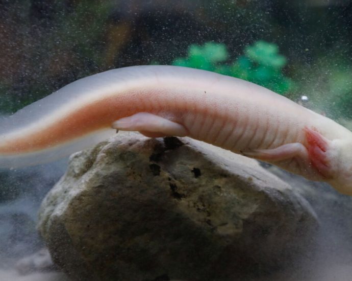 captive-bred-axolotls-thrive-in-mexican-wetlands,-researchers-find