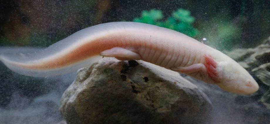 captive-bred-axolotls-thrive-in-mexican-wetlands,-researchers-find
