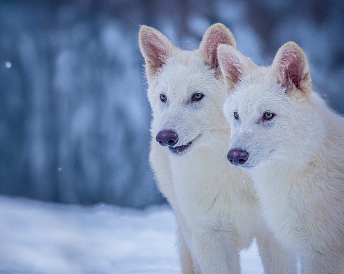 ‘de-extinction’-isn’t-real,-but-the-conservation-questions-it-raises-are