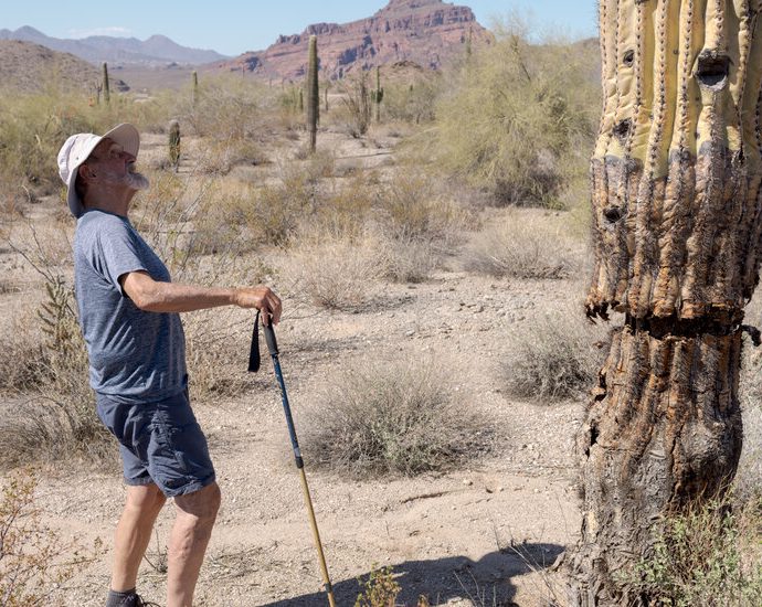 weed-manager-of-the-year:-one-man’s-quest-to-save-the-sonoran-desert