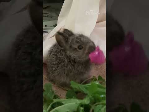 when-is-it-ok-to-move-wild-baby-hares?