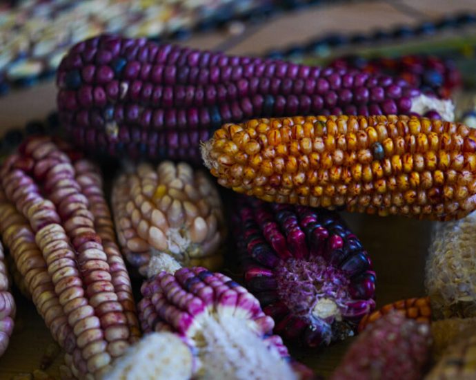 ‘without-maize-there-is-no-country’